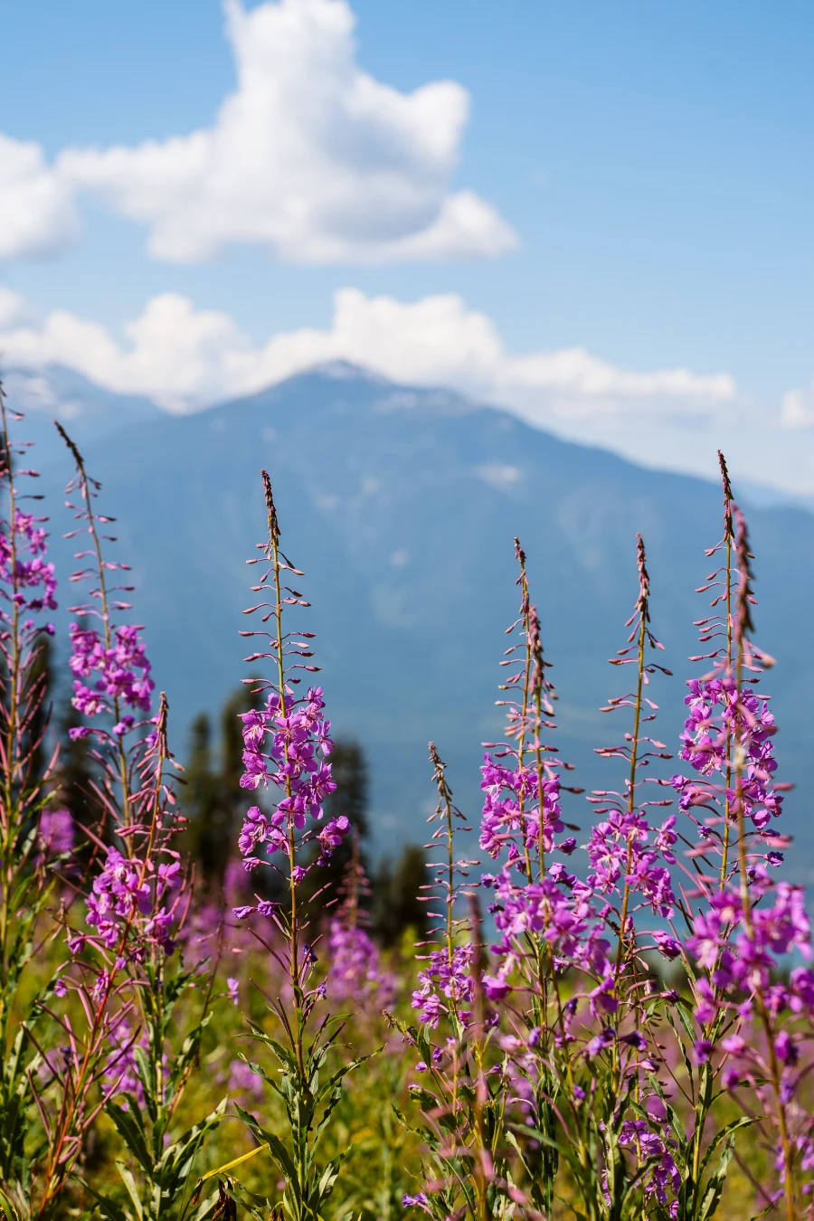 Image related to revelstoke things to do