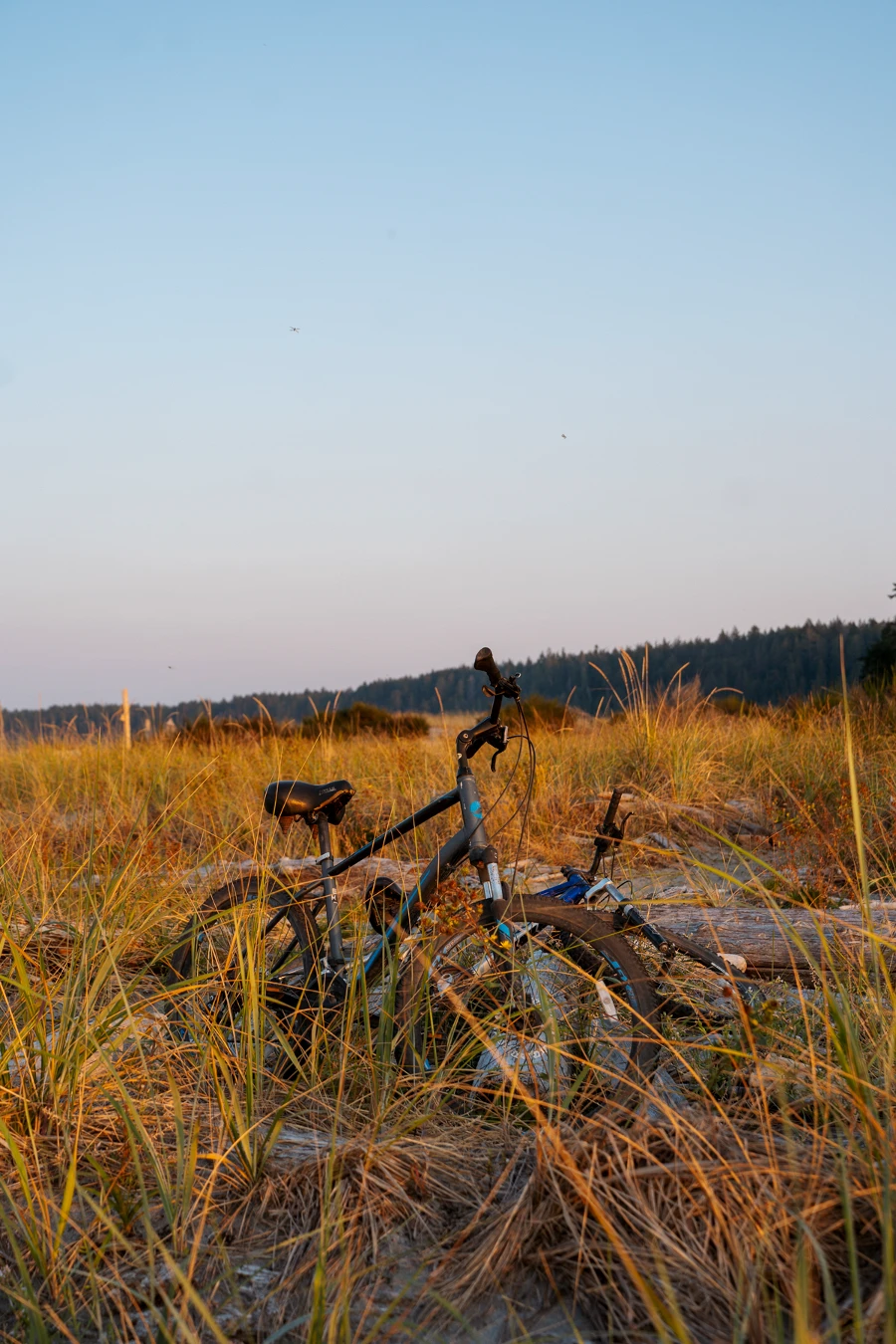 Thormanby vs Savary Island: Bikes in the beach-grass