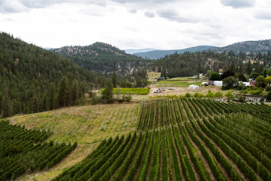 Rows of vineyards lead to a small farm that is backed by several different forested mountains.