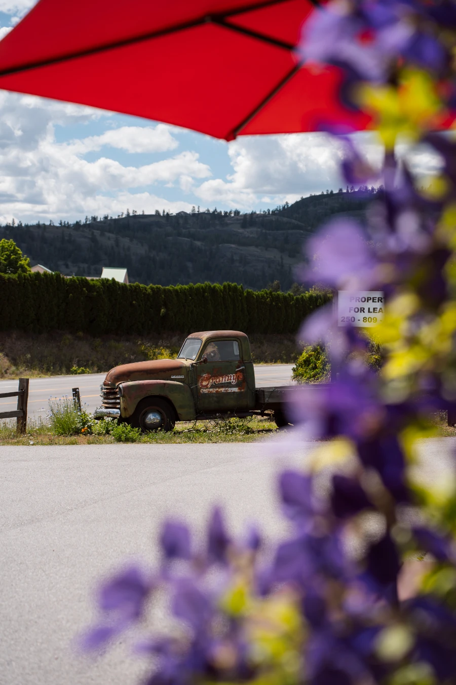 A red umbrella frames the top of the image, and out-of-focus purple flowers frame the right side of the photo, and in the centre is a dilapidated old rusted truck parked on the lawn on the side of the highway in Summerland.