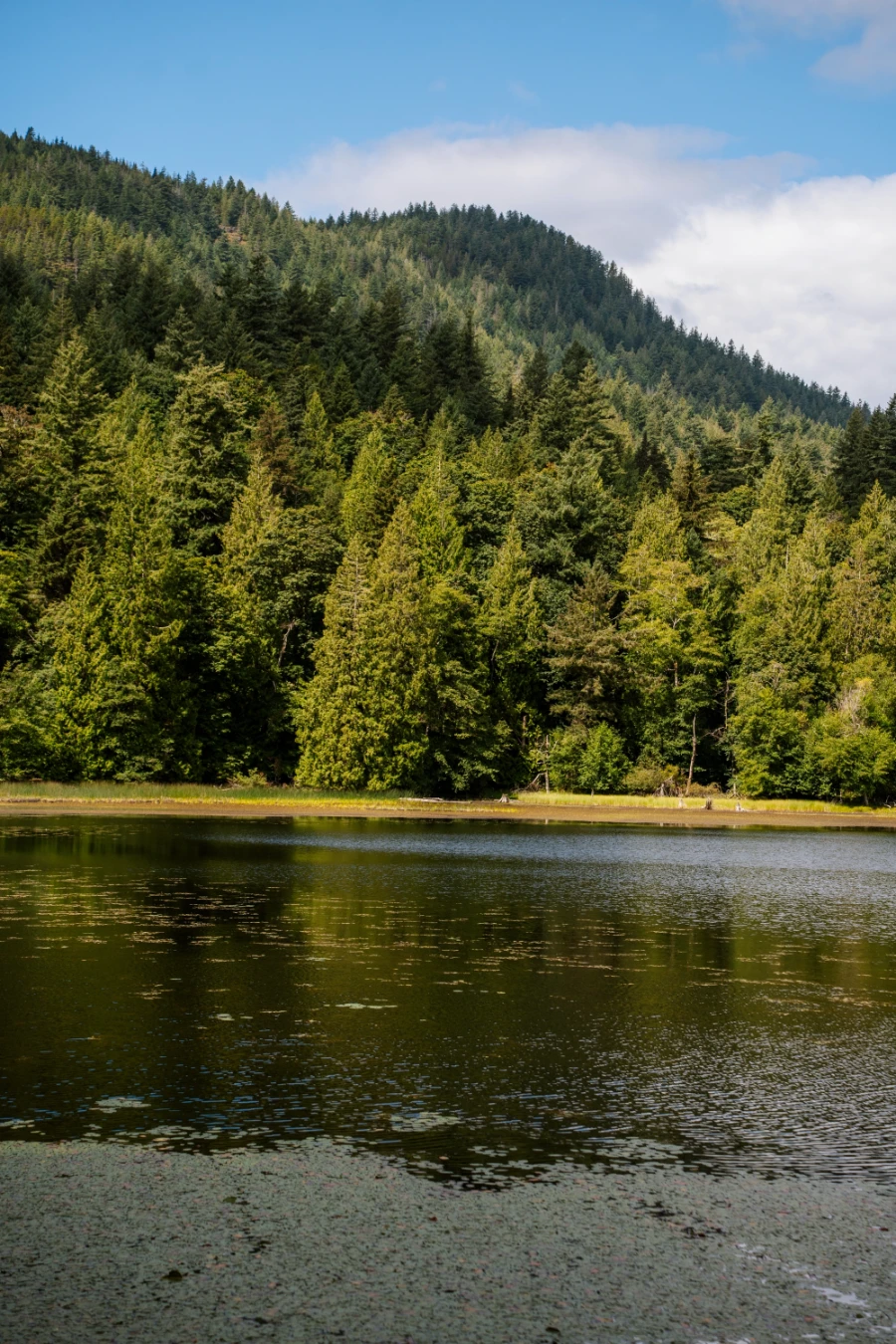 A lake covered by green lily pads in front of a row of trees