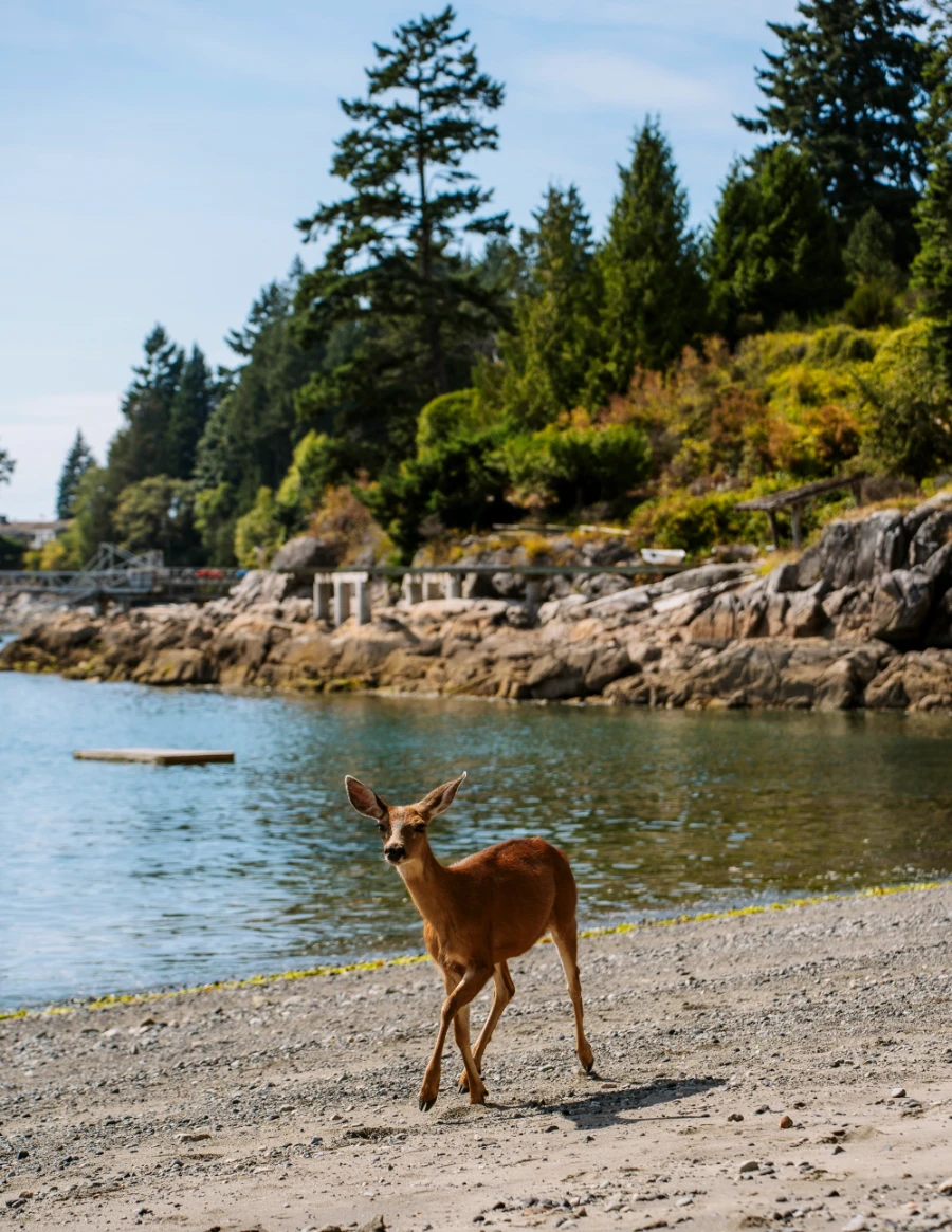 Image related to things to do bowen island bc