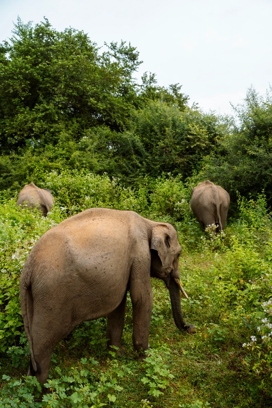 Three large tusked elephants walking into a thick jungle in Udawalle