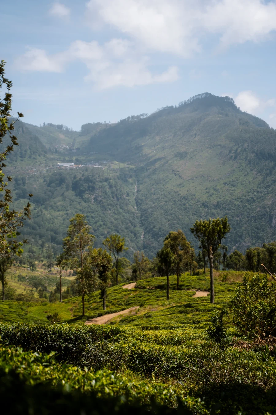 Rolling hills of tea plantations near Lipton's Seat, Sri Lanka