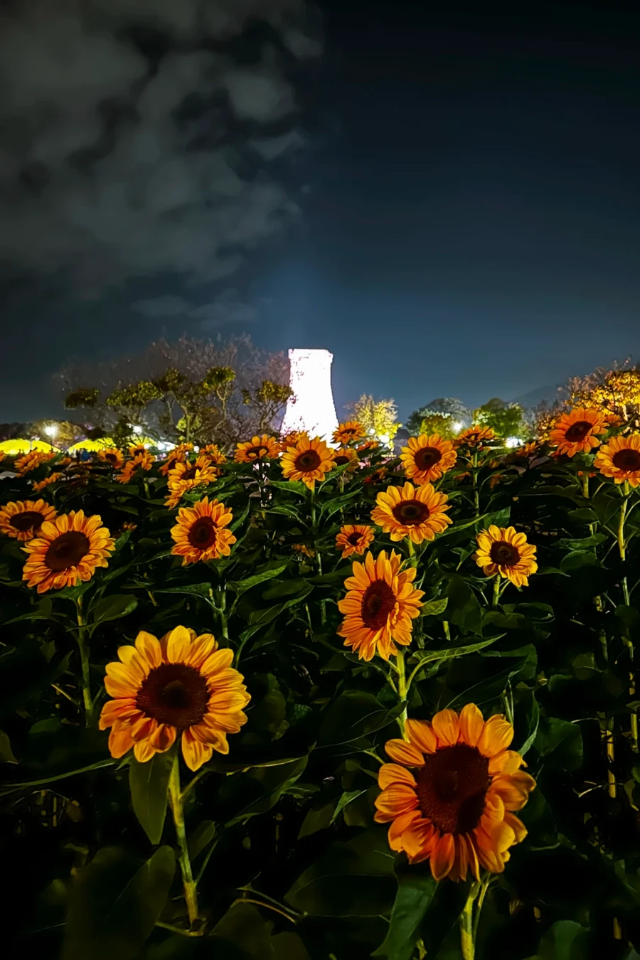 Rows of sunflowers frame the stone tower of Cheomseongdae Observatory at night