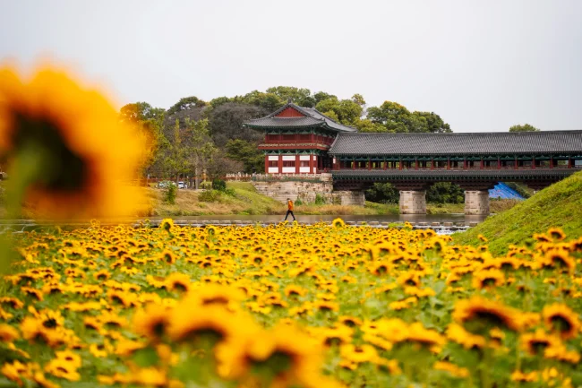 A field of sunflowers leads to a river where Woljeonggyo Bridge crosses in Gyeongju, South Korea