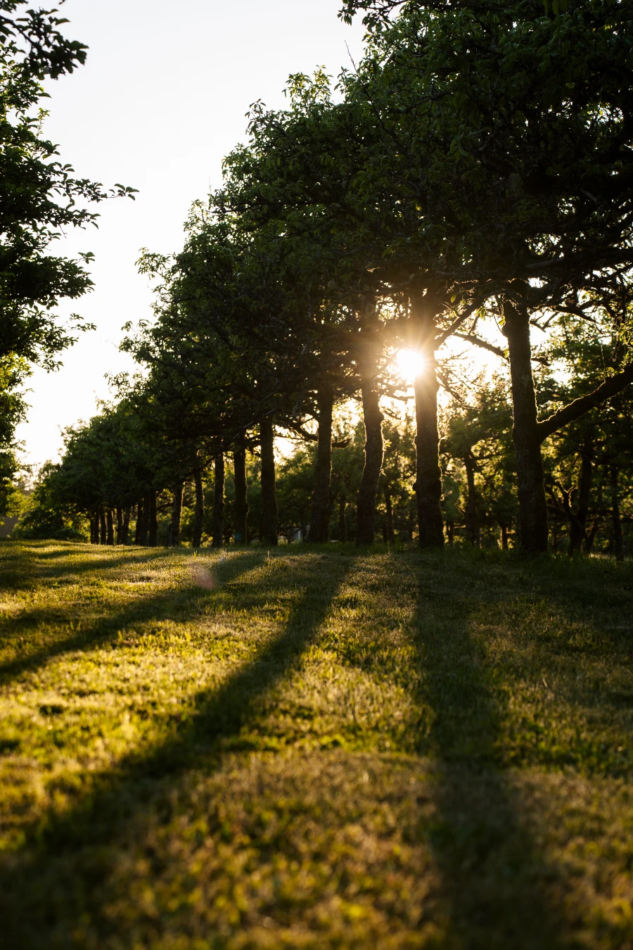 The setting sun glints through a gap in a row of apple trees in the Merridale Cidery orchard
