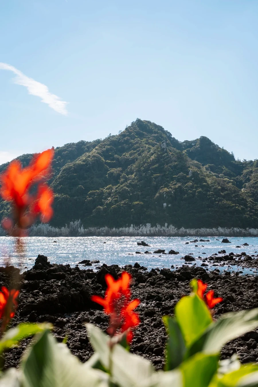 red flowers frame a distant island