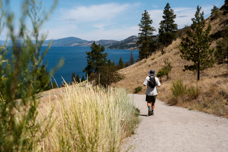 A man with a sunhat walks along a curved gravel path winding between two seas of tall dry grass, walking towards the dark blue of Okanagan Lake in the far distance