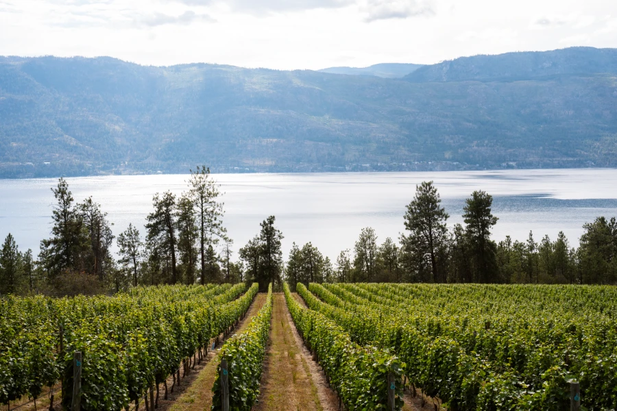 Rows of grape vines growing in columns lead down the hill to a row of trees and Okanagan Lake behind them