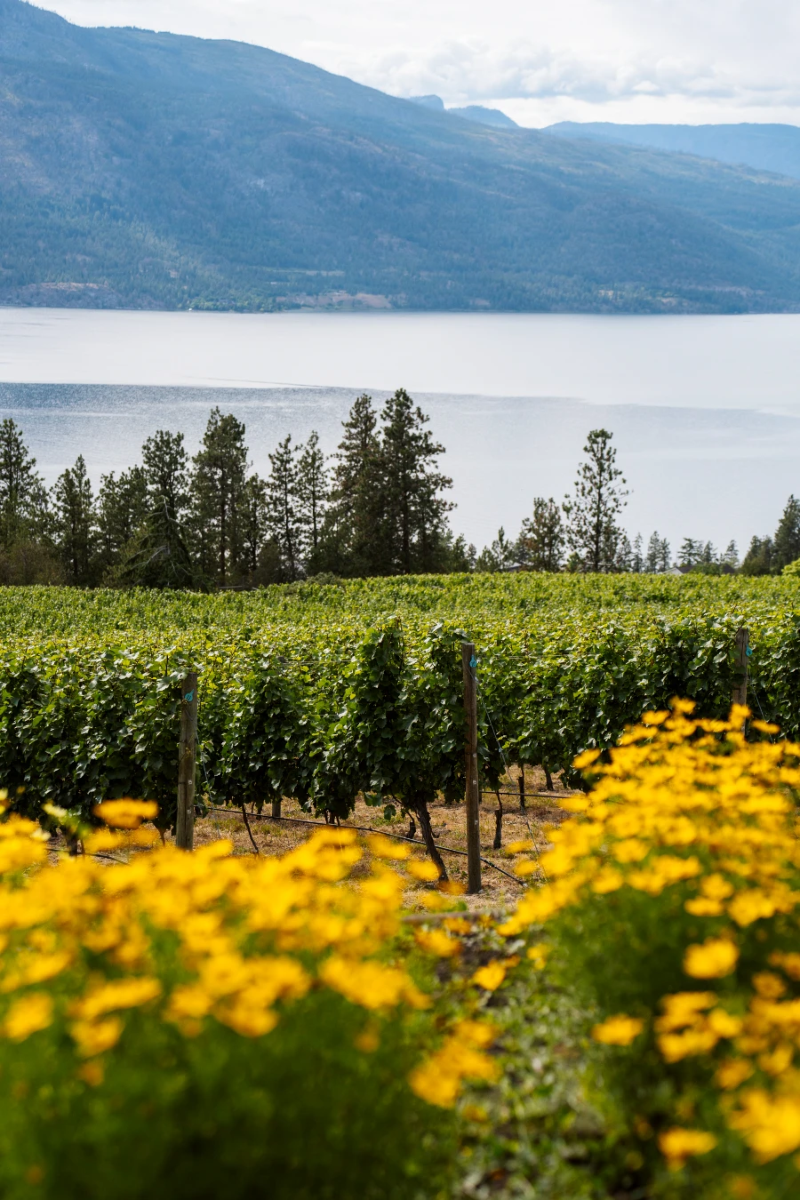 Yellow flowers frame the bottom of the image with rows of grape vines growing in the midground and Okanagan Lake and distant mountains in the background