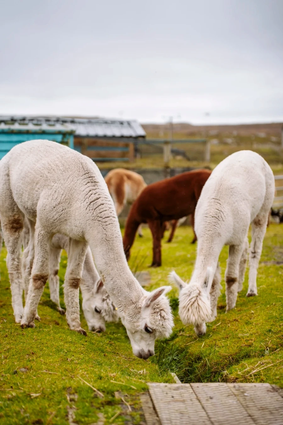 Several Callanish Alpacas eating grass