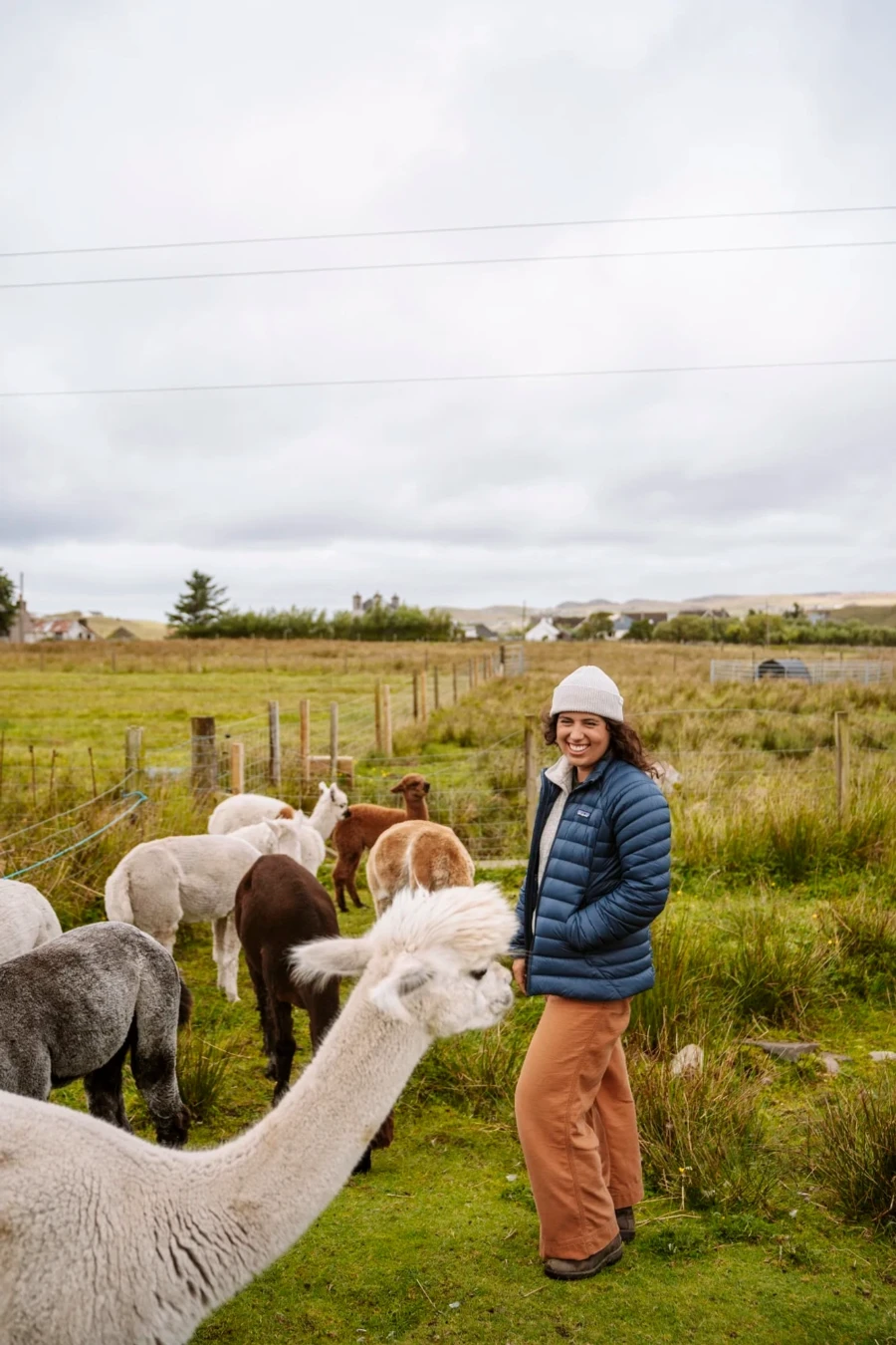 Woman looks down at one Alpaca while several graze on tall grass on the Isle of Lewis and Harris