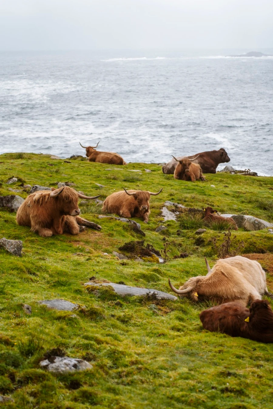 Several highland cows lounge in the grass near Huisinis Beach
