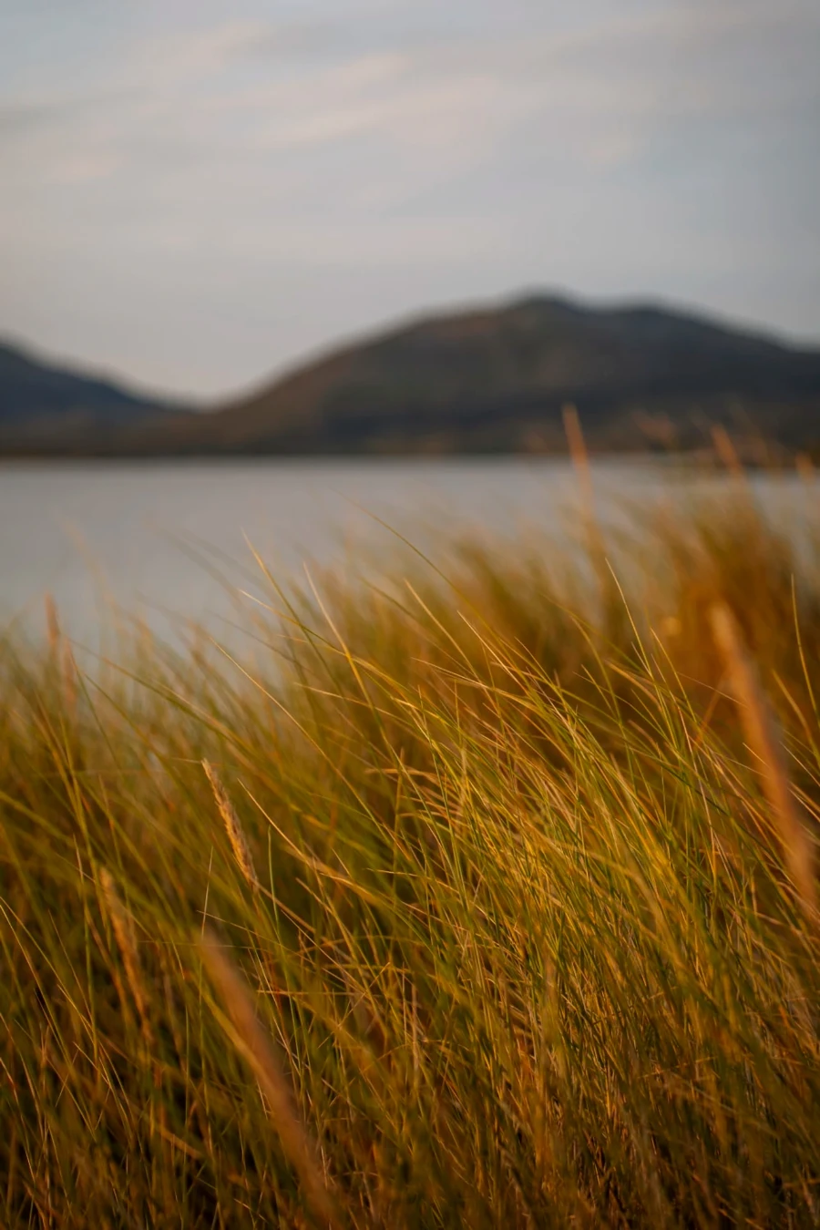 Tall grass with warm sunset light illuminating them as they blow in the wind