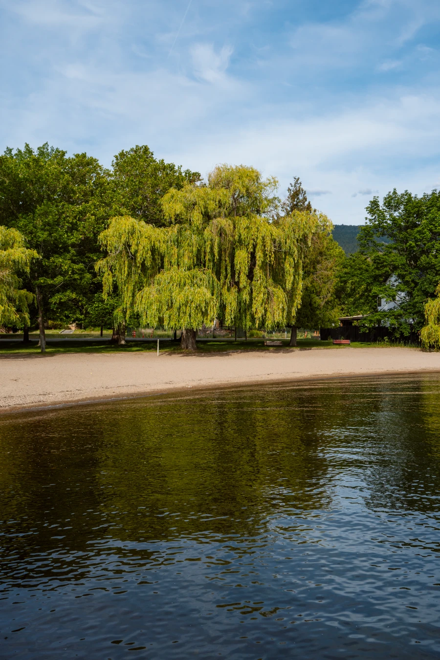 A large drooping willow tree casts shade along the small sandy beach that runs next to the calm waters of Okanagan Lake.
