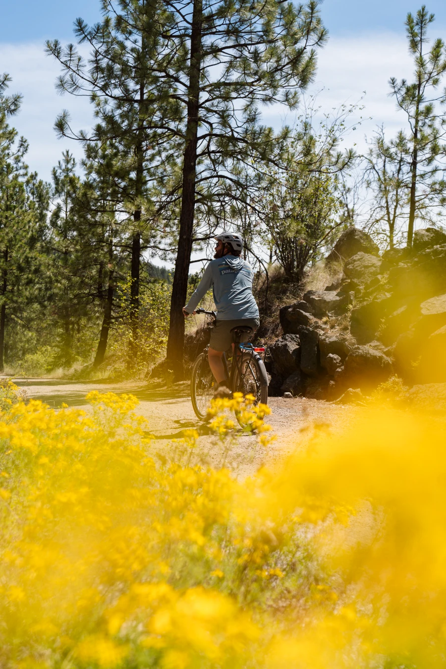 A man bikes along the Penticton portion of the KVR trail, past dry trees and framed by out-of-focus yellow flowers.