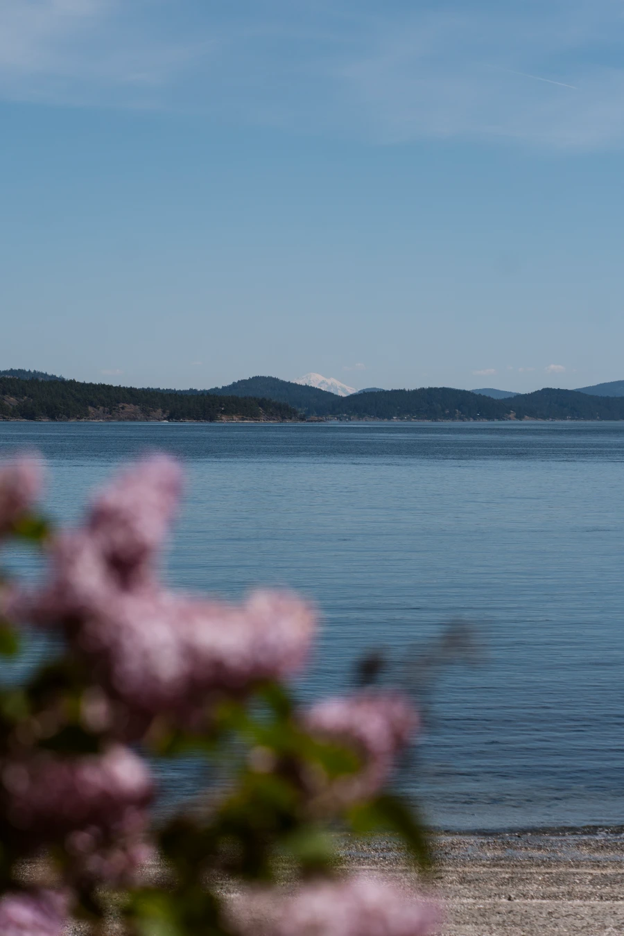 Pink flowers in the foreground frame the view of Mount Baker across the water