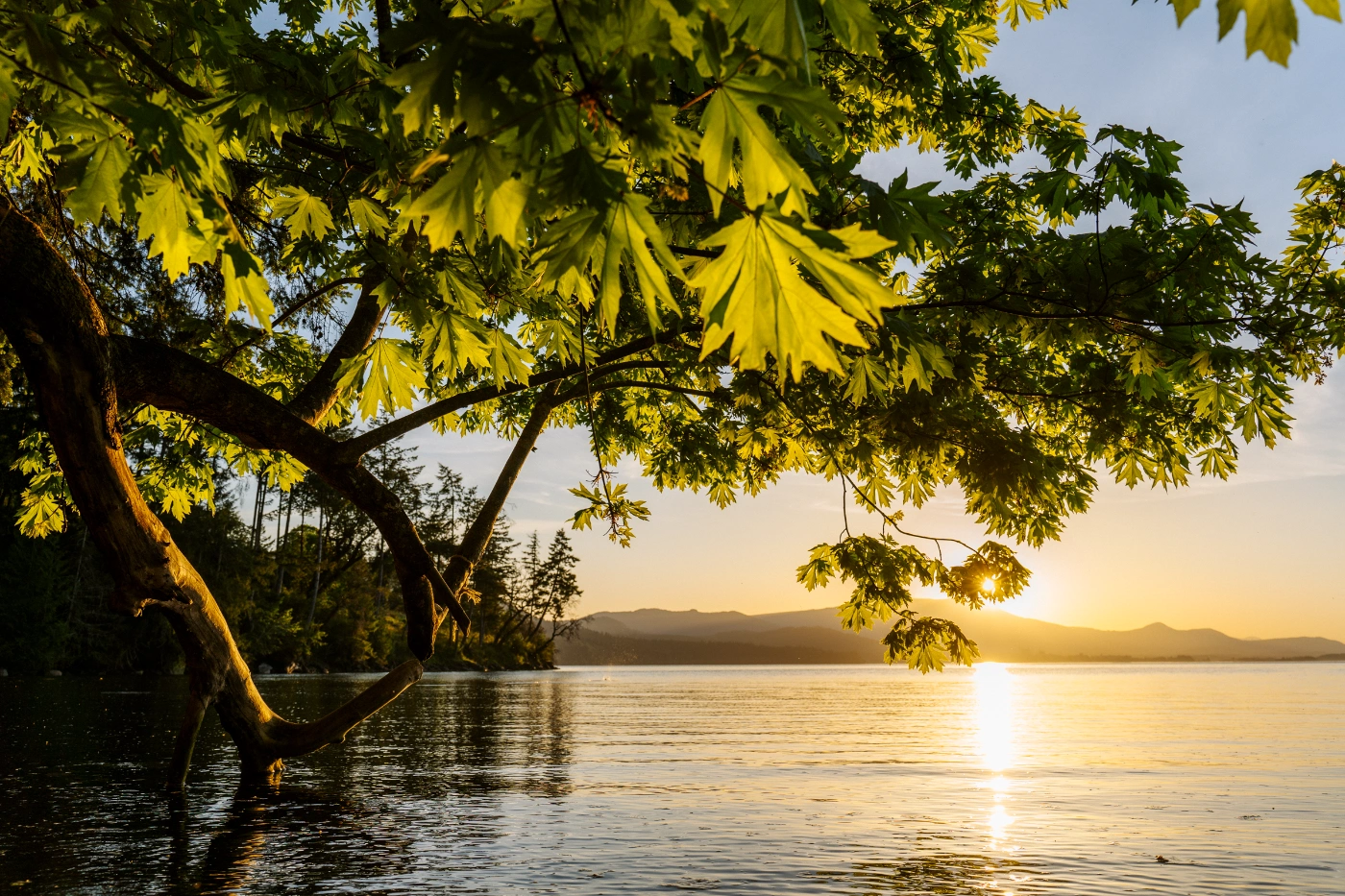 Golden light of the sunset pours through green leaves of a tree that has branches hanging over the water
