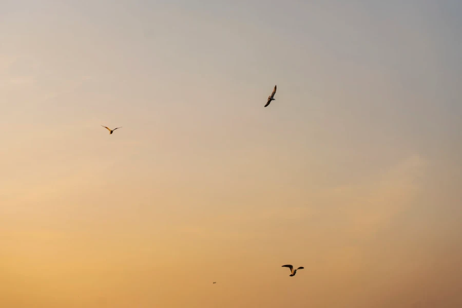 birds circling above the beach at sunset on Savary Island, BC