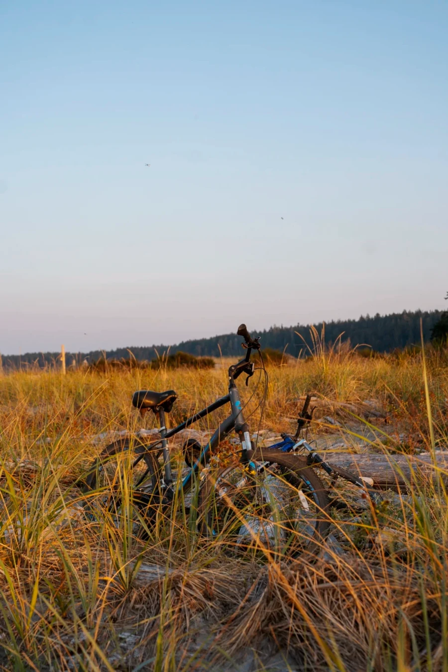 bikes laying in the sand on a beach with tall grass growing