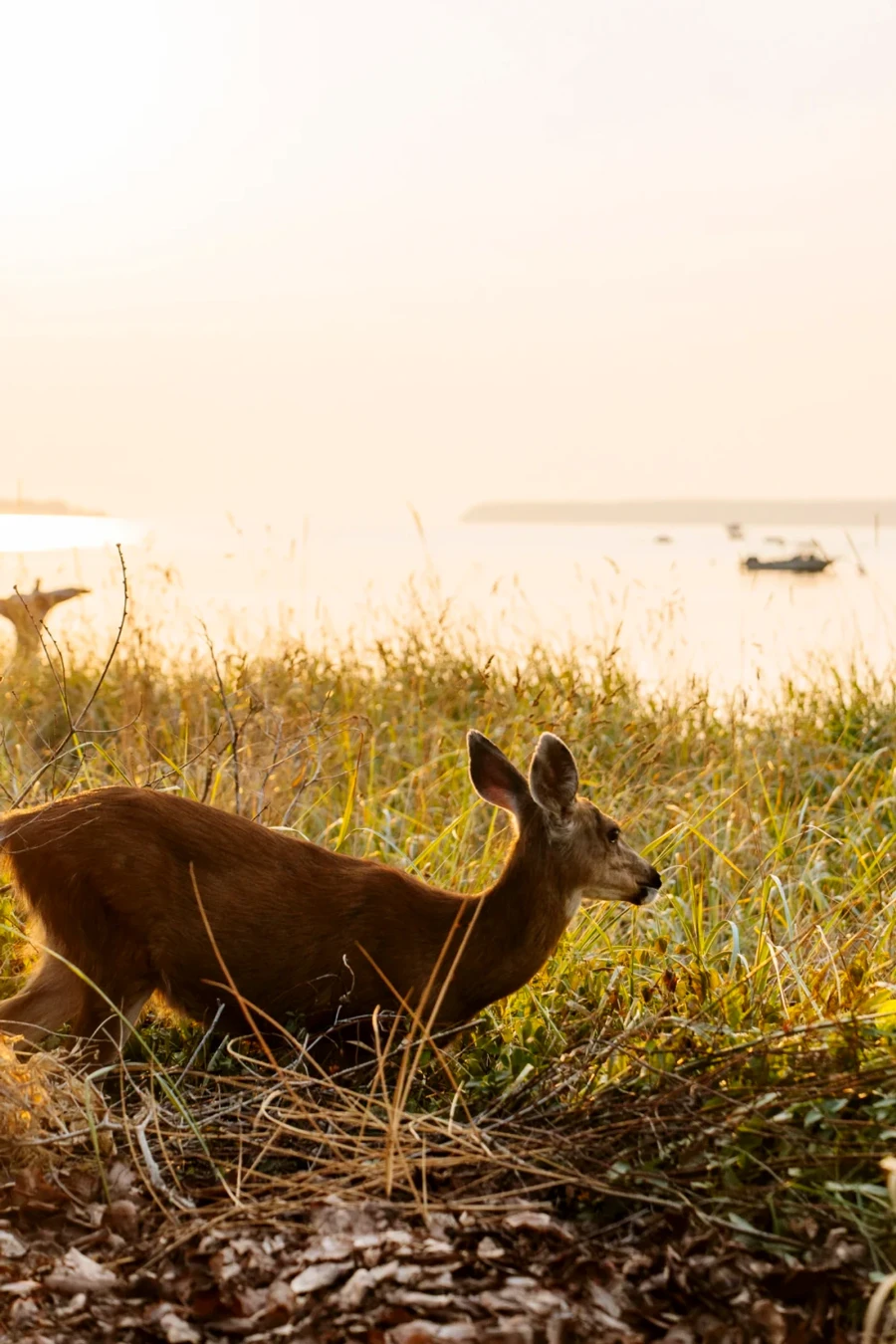 A dear kneeling down in the tall grass by the water on Savary Island, BC