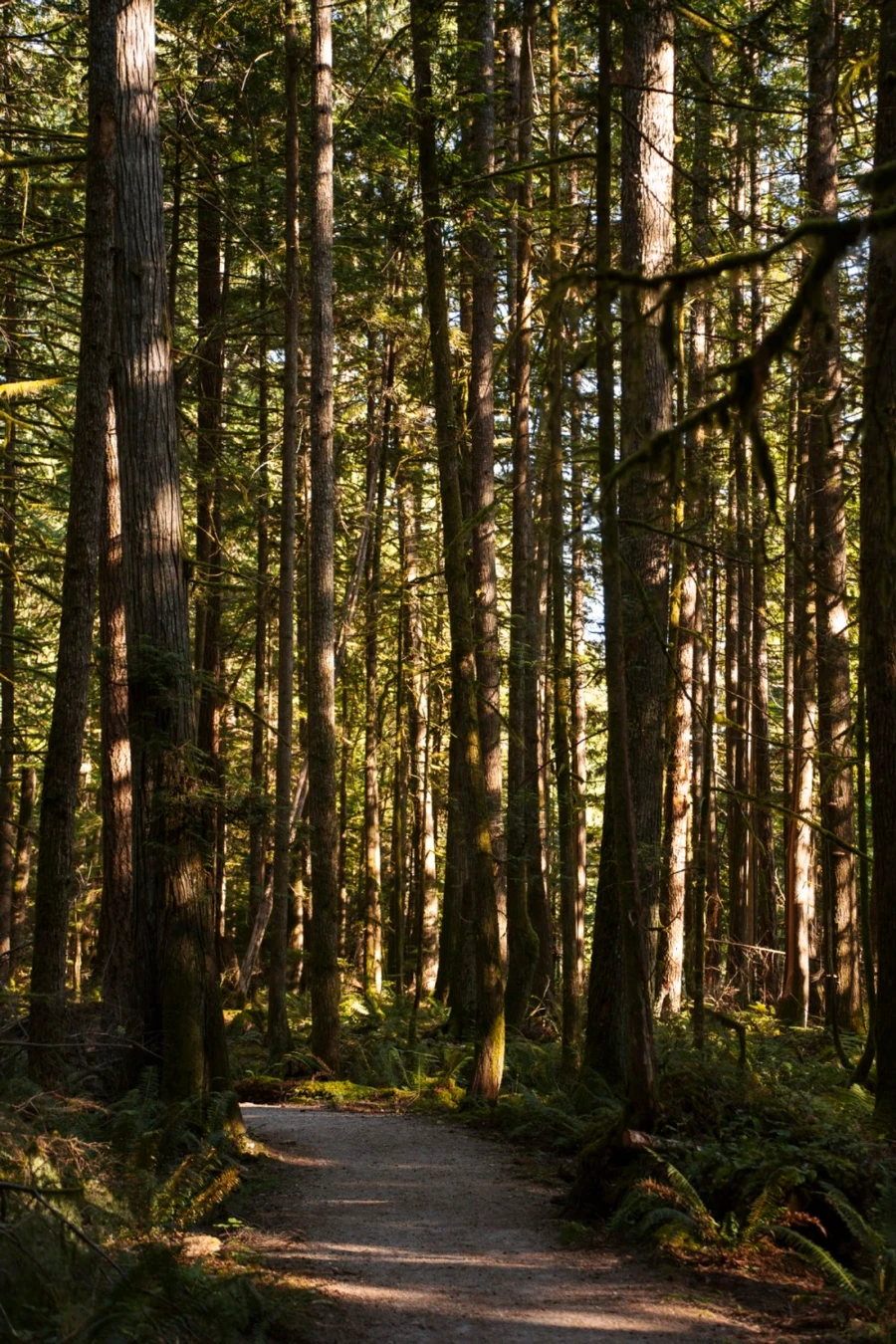 Path curves behind tall trees while golden light pours through the gaps in the forest