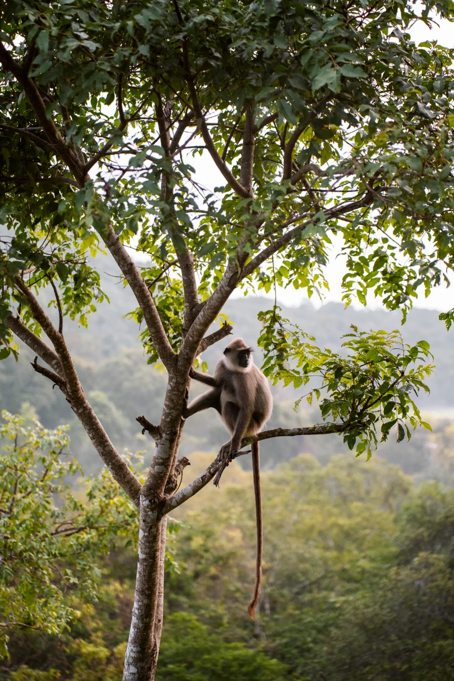 A monkey sitting on a narrow tree branch on a tree with a dense jungle behind