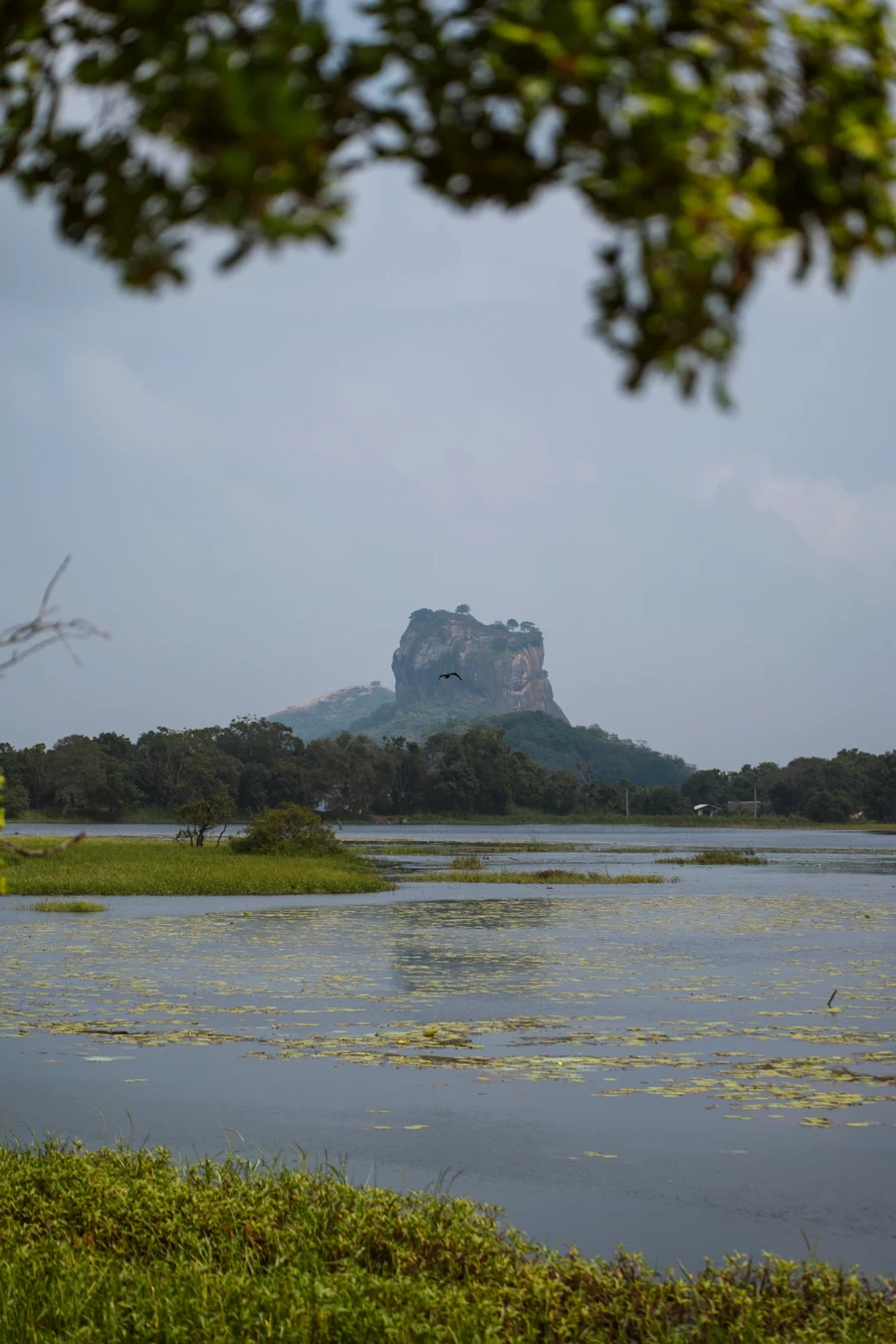 Lily pads float on a lake with Lions rock shooting up into the sky in the background