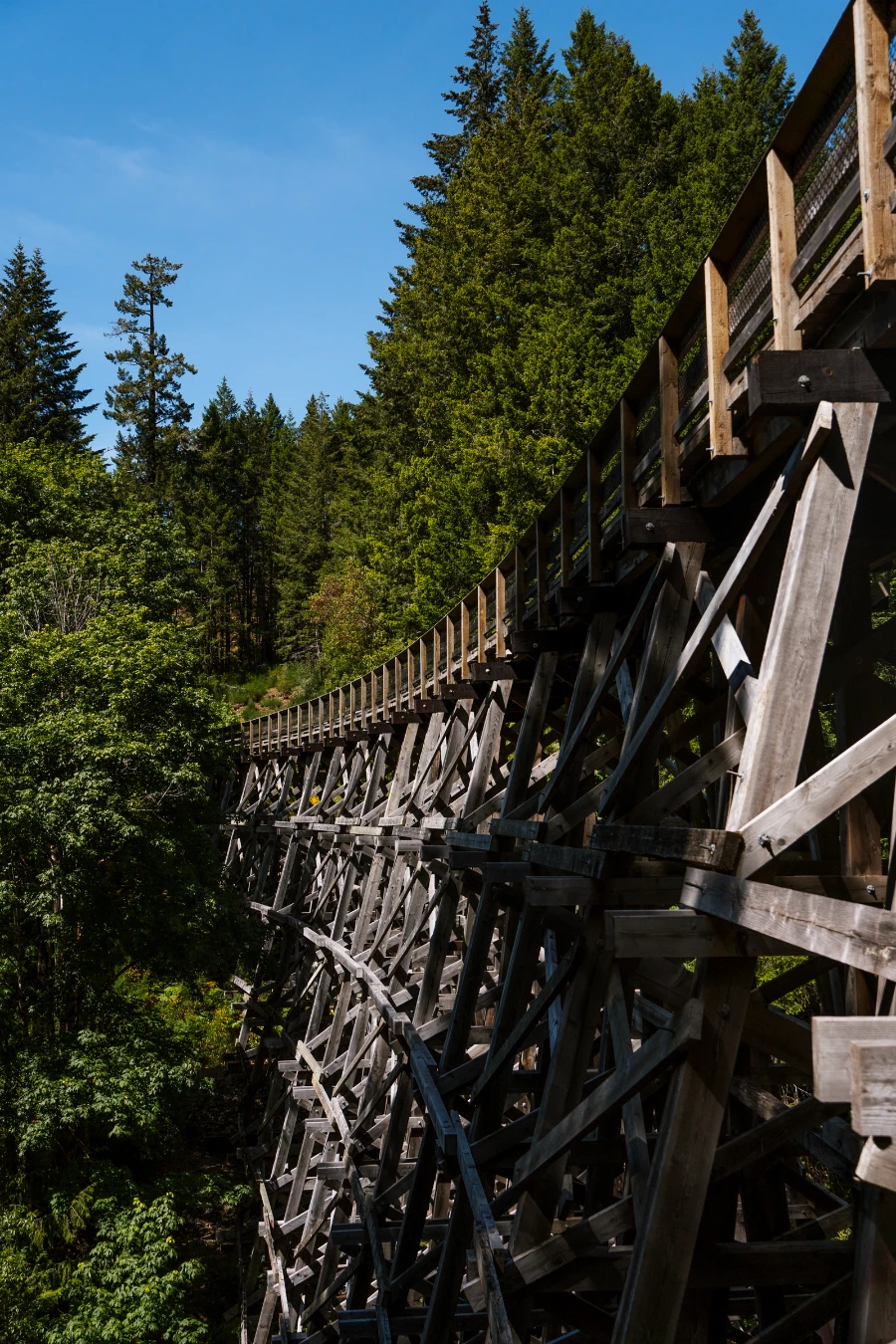 A massive wooden trestle crosses a large canyon and disappears into the trees on the other side.