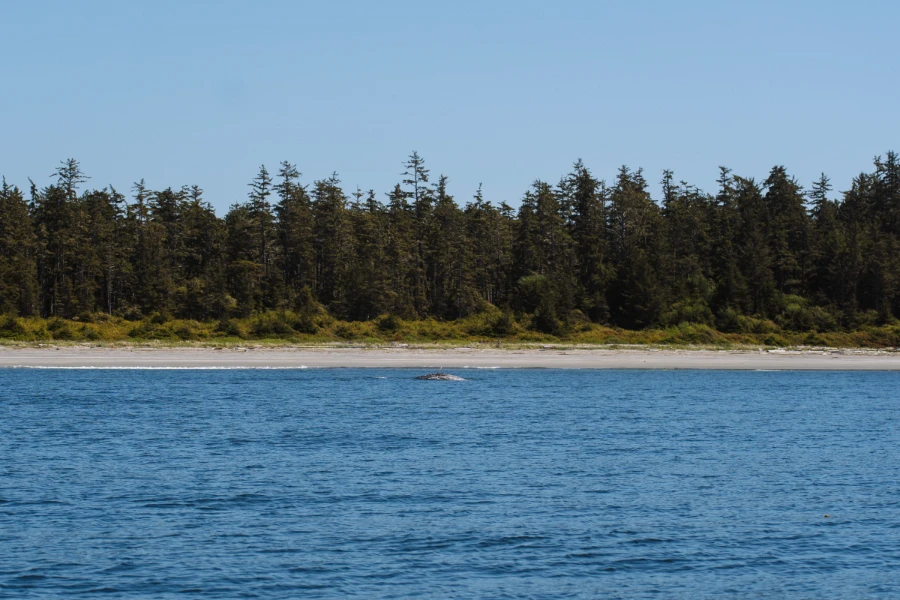 A grey whale shows their back as they come up for air just off the shore of a sandy tree-lined beach near Tofino