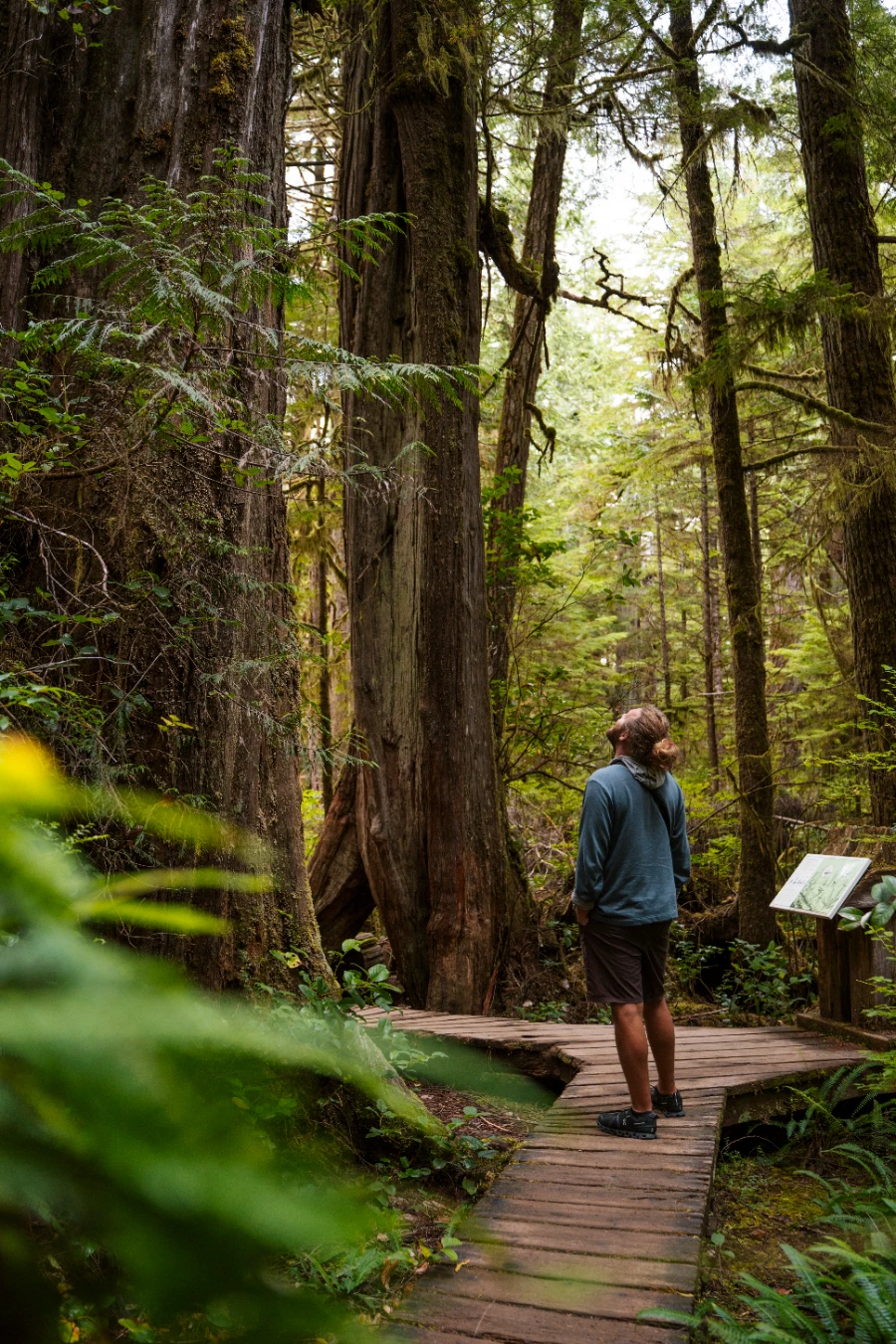 A man stands on a flat section of an old wooden boardwalk surrounded by old-growth rainforest