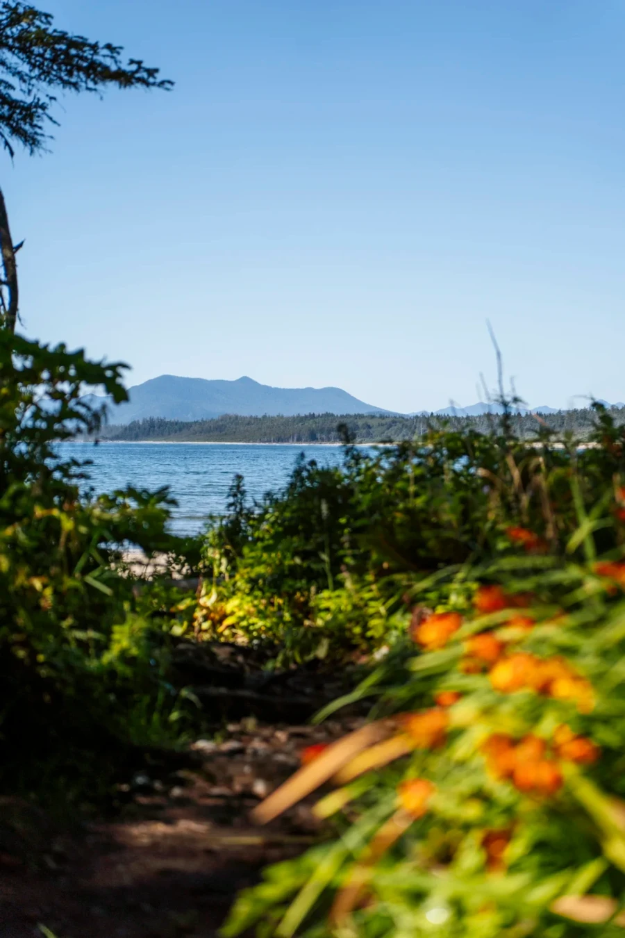Overgrown trail leads down to South Beach in Pacific Rim National Park