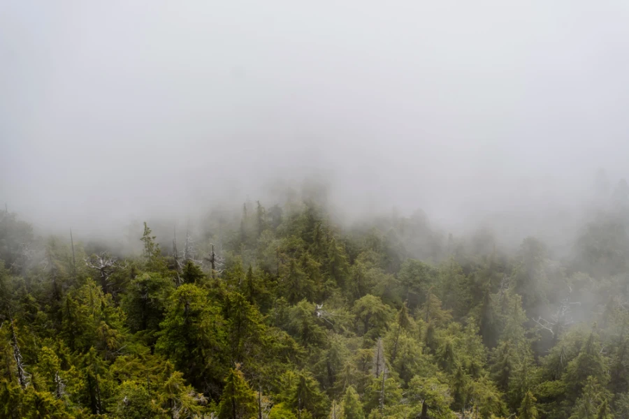 A low cloud clinging to tree tops at the top of Lone Cone peak in Tofino, BC