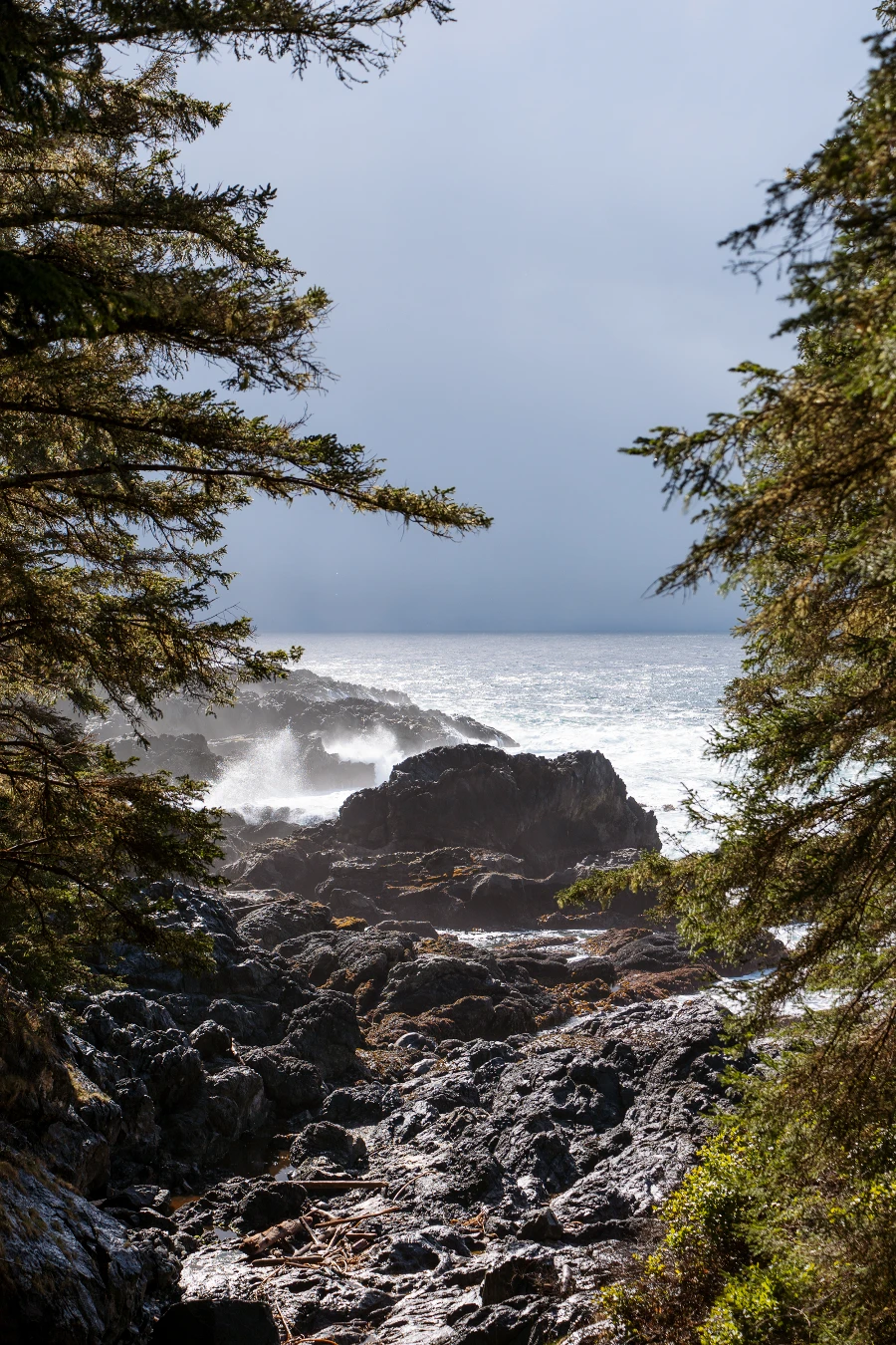 Two green trees frame a rocky shoreline where waves crash on the shore near Ucluelet on Vancouver Island