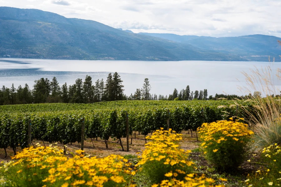 Rows of yellow flowers frame the more distant rows of vineyards that stretch for a long distance out to the far-away shores of Okanagan Lake