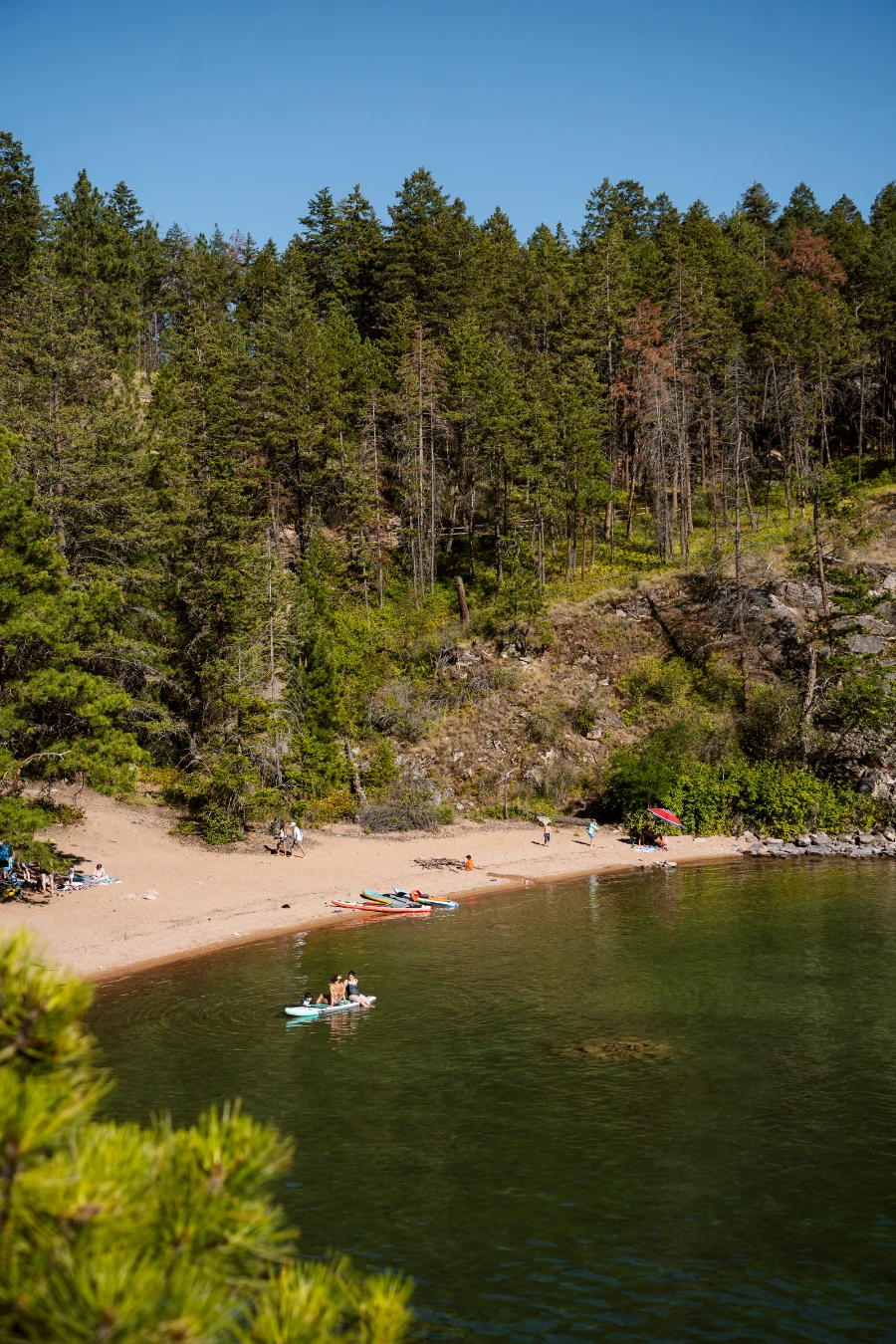 Several paddleboards are parked on the shore of a small sandy bay with lines of dense forest behind it