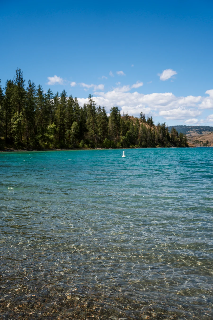 Shallow waters of Juniper Bay glittering in the evening light with a shore lined with evergreen trees on the distant shore