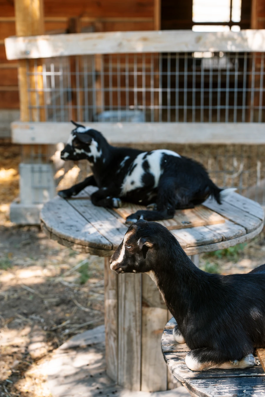 Two baby goats sit on circular wooden tables outside a barn