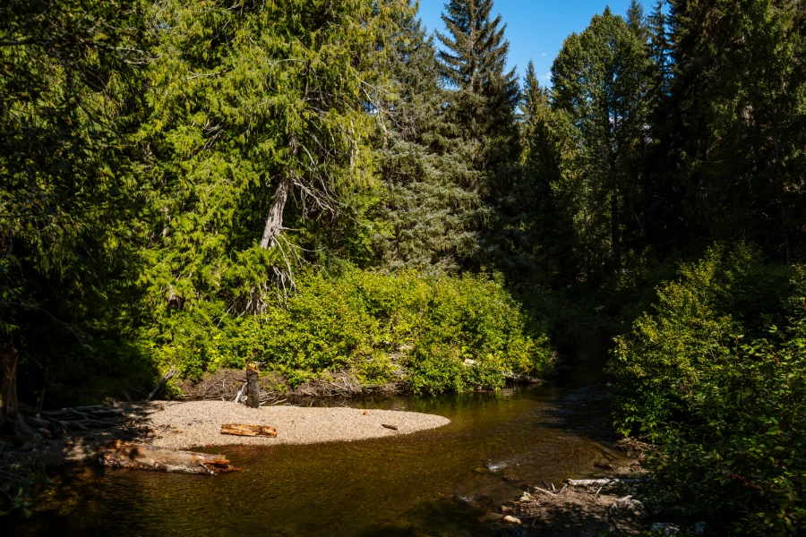 The lazy flow of the River of Golden Dreams flowing through a forested area.