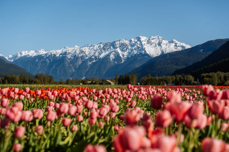 Rows of tulips leading up to the snow-covered peaks of Mount Currie in Pemberton