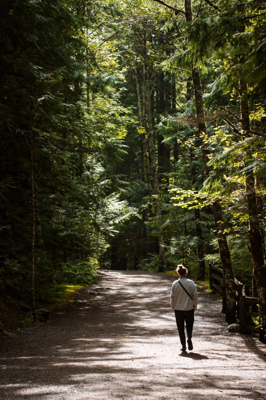 A man walks along a wide flat path through a lush rainforest on the way to Brandywine Falls