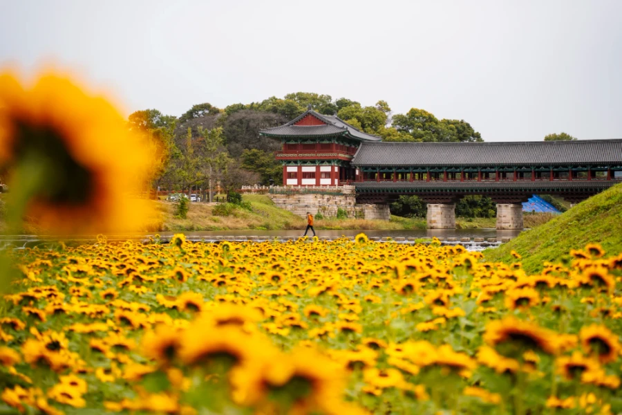Woljeonggyo Bridge framed with sunflowers in Gyeogju, South Korea