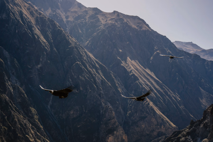 Best Things to Do In Arequipa: Condors Fly Over Colca Canyon