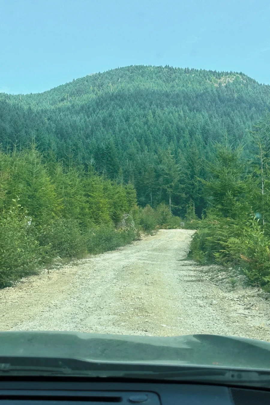 a forest service road lined with Trees outside of Powell River