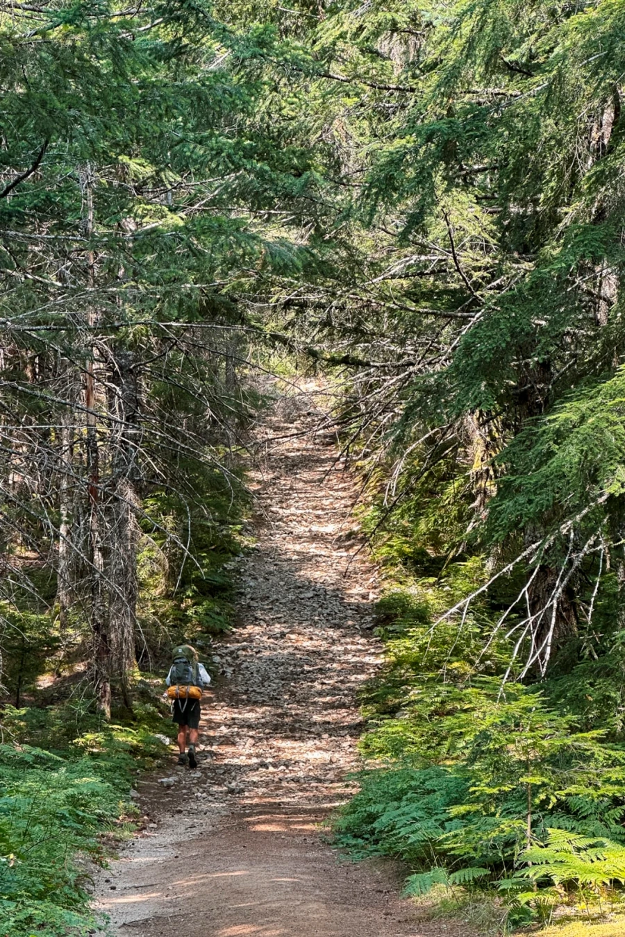 A man with a large backpack starts a steep stony trail bordered by trees