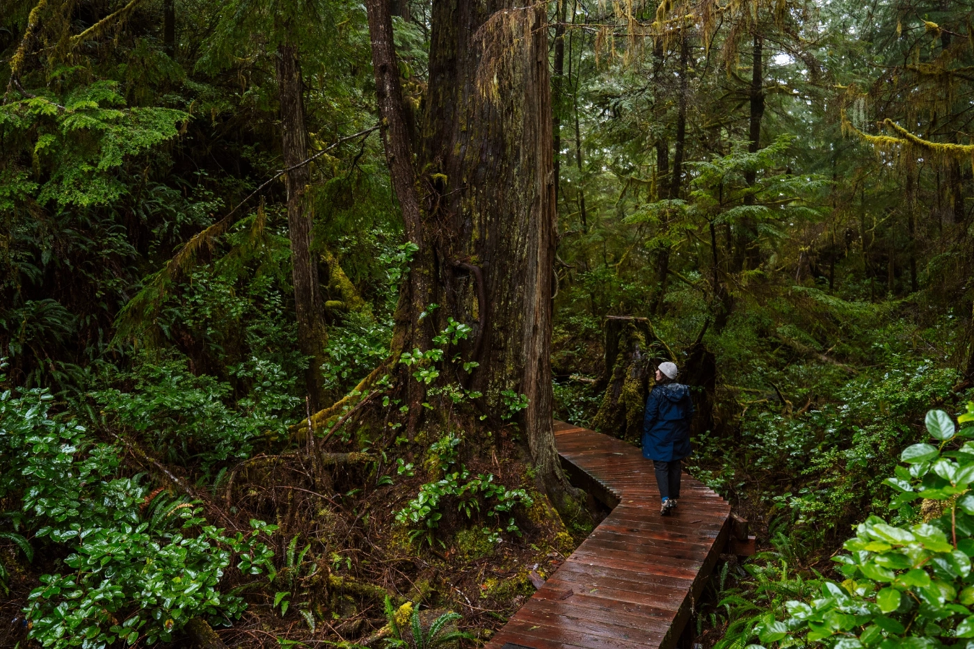 Woman in a blue rain jacket walking along a wet wooden boardwalk through a rainforest near Hot Springs Cove in BC