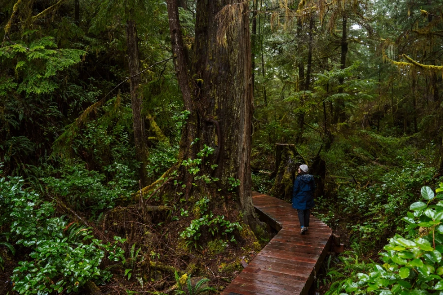 A woman walking along a wet wooden boardwalk surrounded by lush rainforest