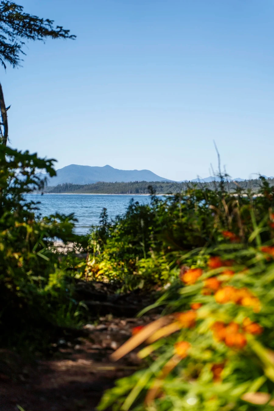 A narrow path lined with tall grass leads to the blue coastal waters of South Beach in Tofino