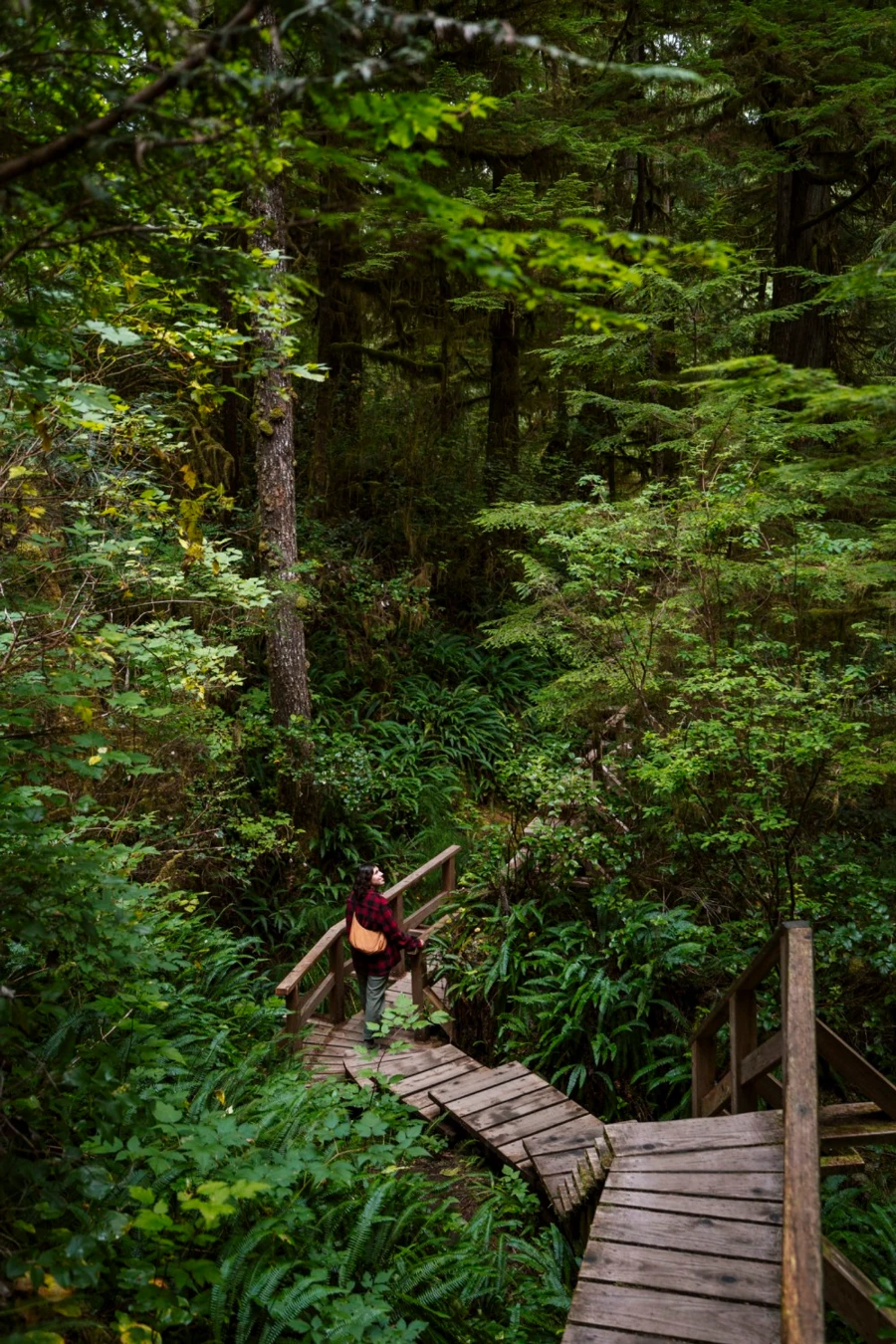 A woman walking down wooden steps along a boardwalk that weaves through a rainforest in Pacific Rim National Park